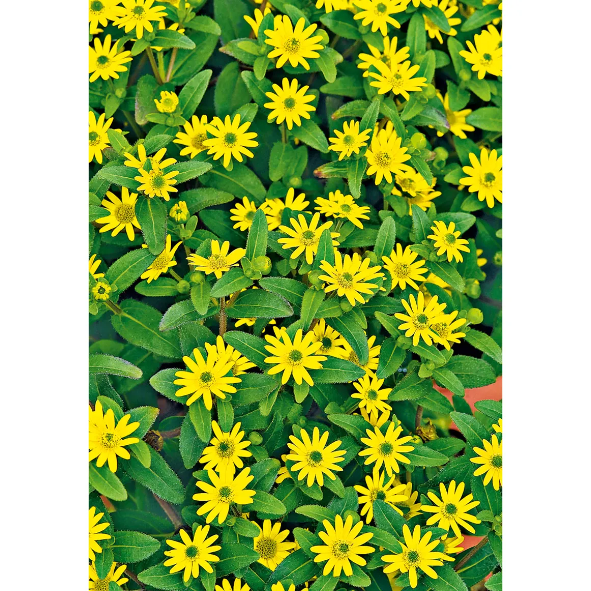 PlantiflorHusarenknopf im Topf Durchmesser 10,5 cm