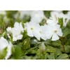 PlantiflorImmergrün Topf Dm 9,5 cm
