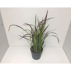 PlantiflorJapanisches Blutgras Red Baron P14