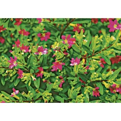 PlantiflorJapanische Scheinmyrthe Flori Glory Topf 11 cm