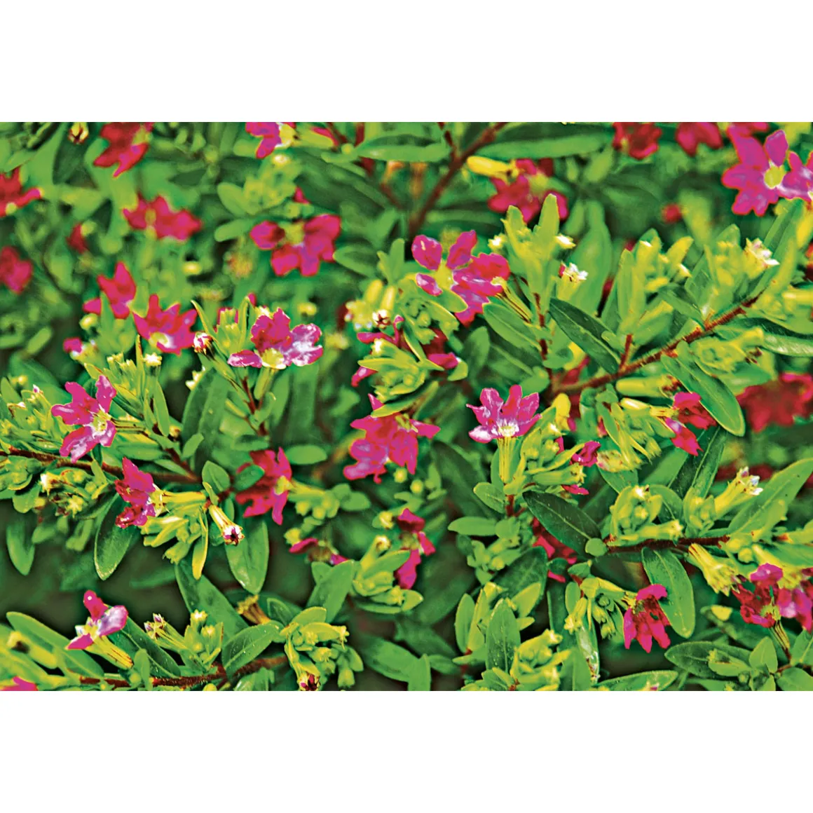 PlantiflorJapanische Scheinmyrthe Flori Glory Topf 11 cm