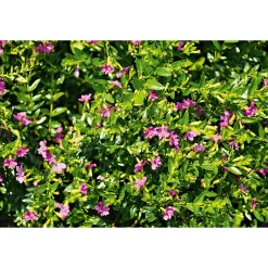 PlantiflorJapanische Scheinmyrthe Flori Glory Topf 11 cm