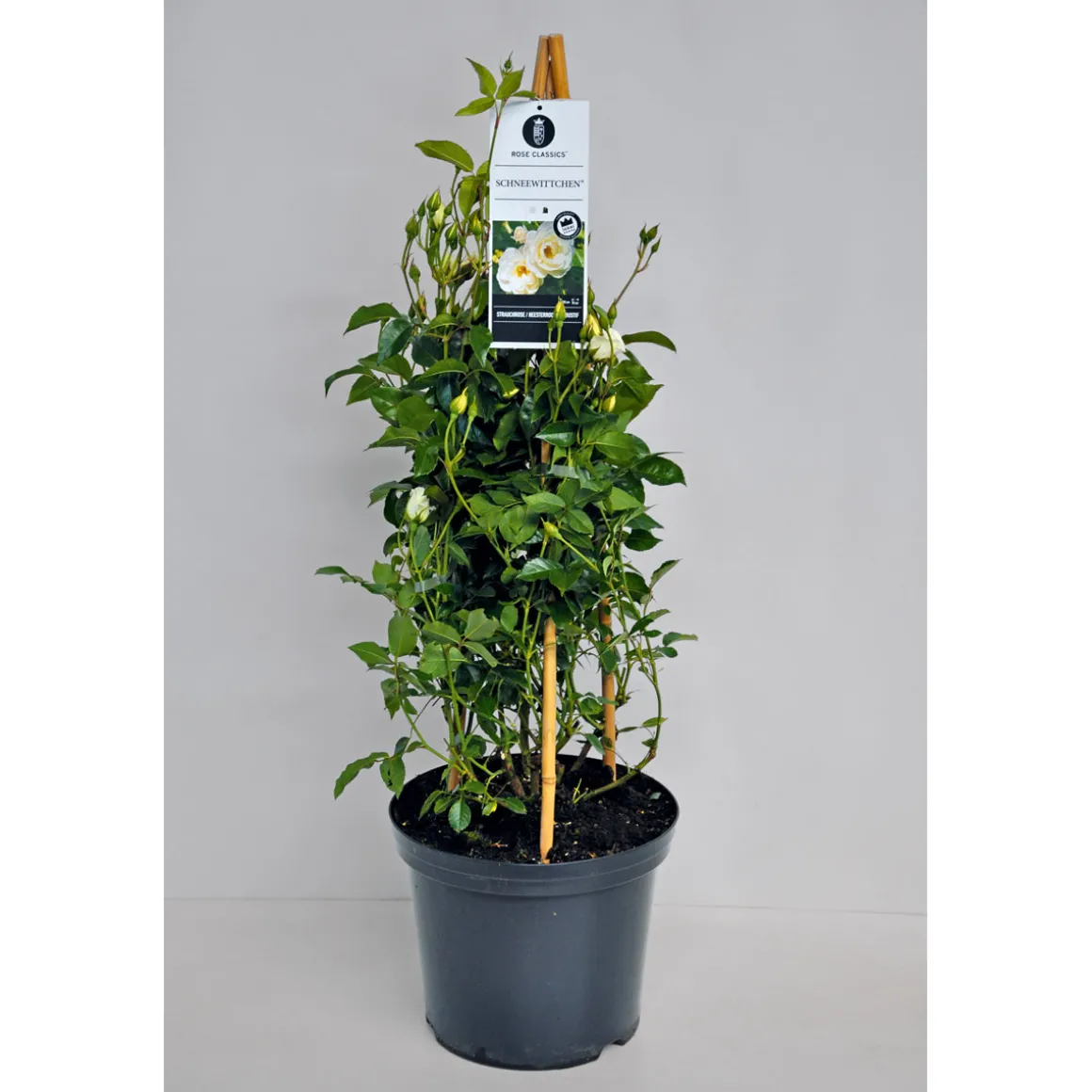 PlantiflorKletterrose weiß Topf 23 cm