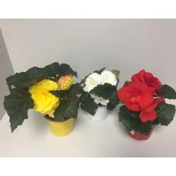 PlantiflorKnollenbegonie verschiedene Farben T12