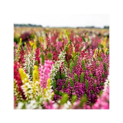 PlantiflorKnospenheide Beauty Ladies Trio