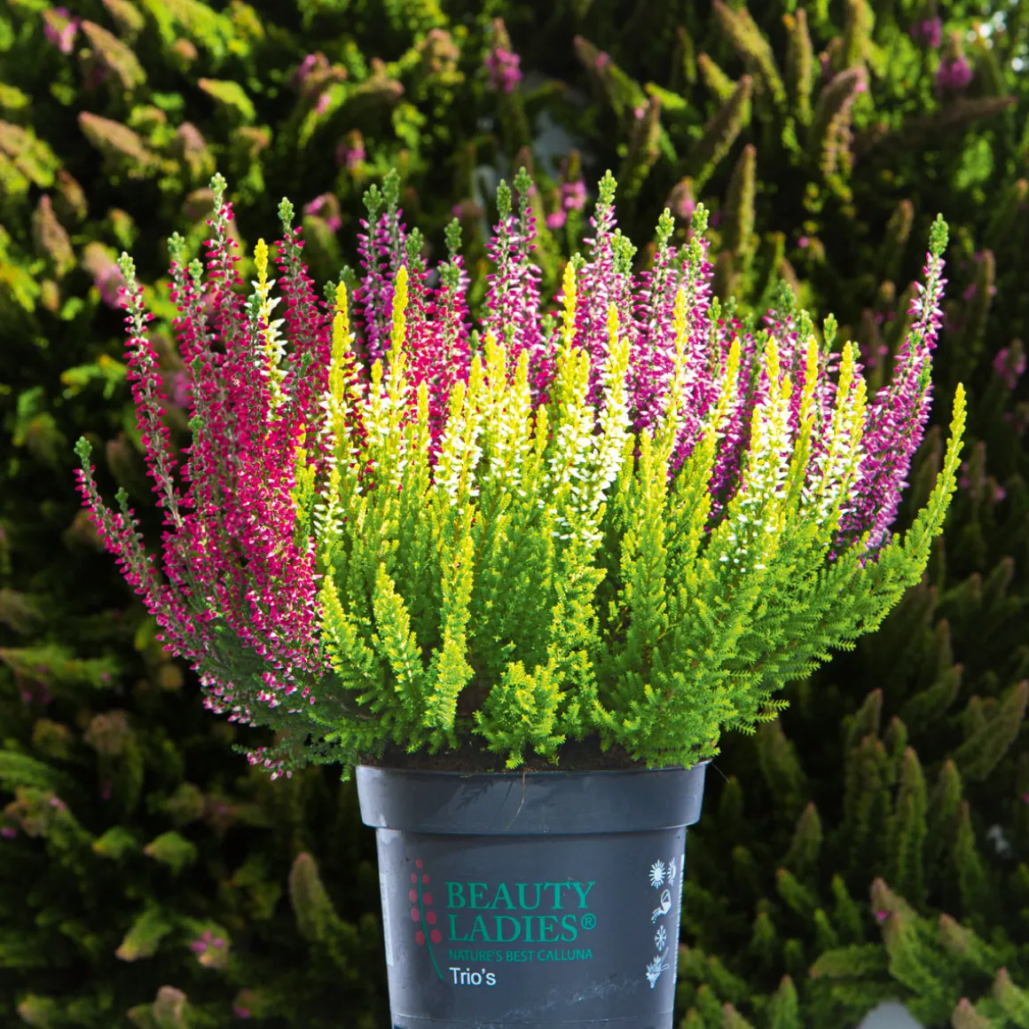 PlantiflorKnospenheide Beauty Ladies Trio