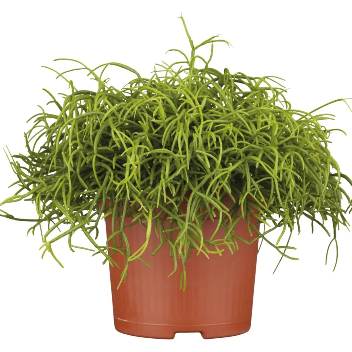 PlantiflorKorallenkaktus 15-20 cm T12