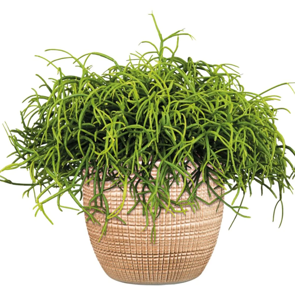 PlantiflorKorallenkaktus 15-20 cm T12