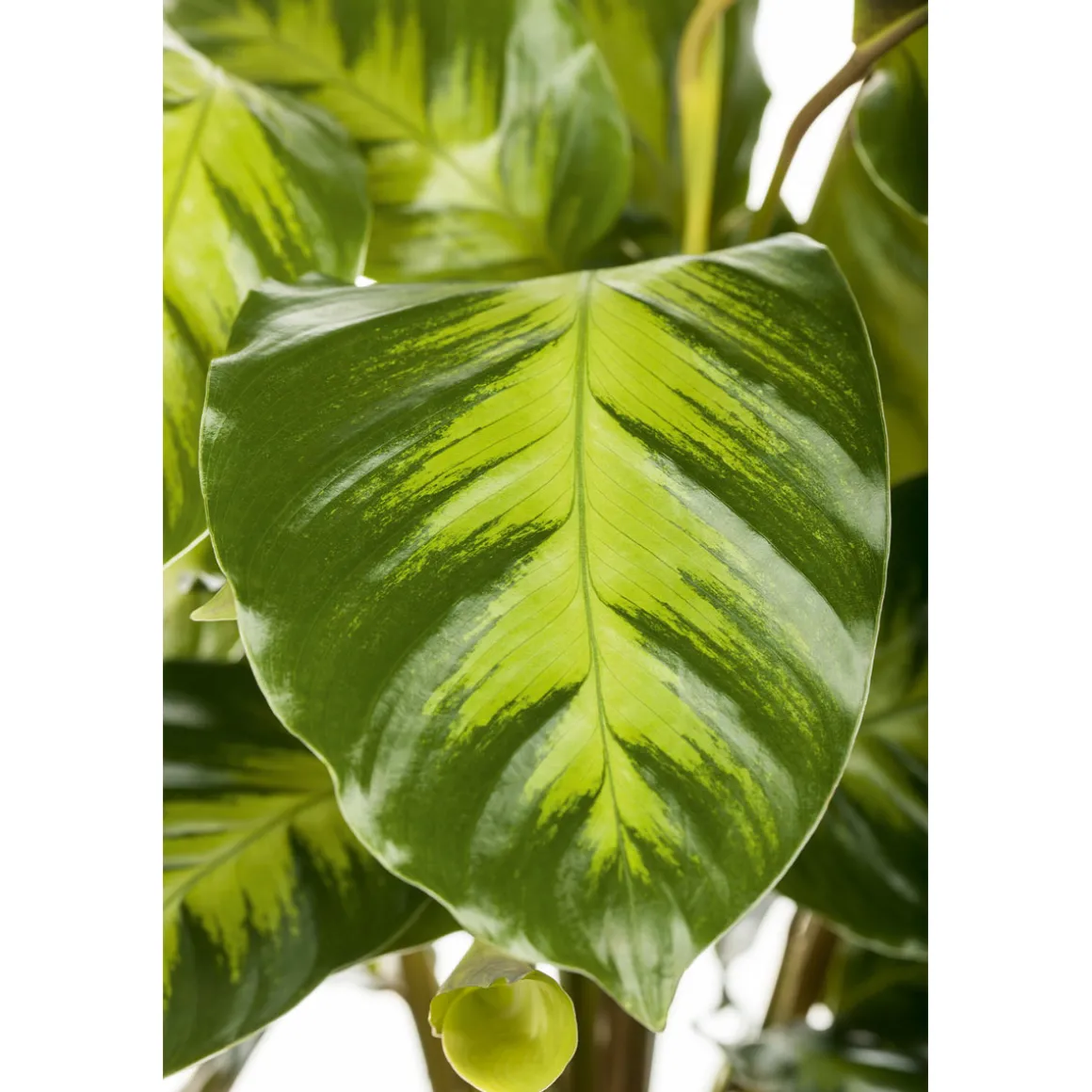 PlantiflorKorbmarante Topf 12 cm