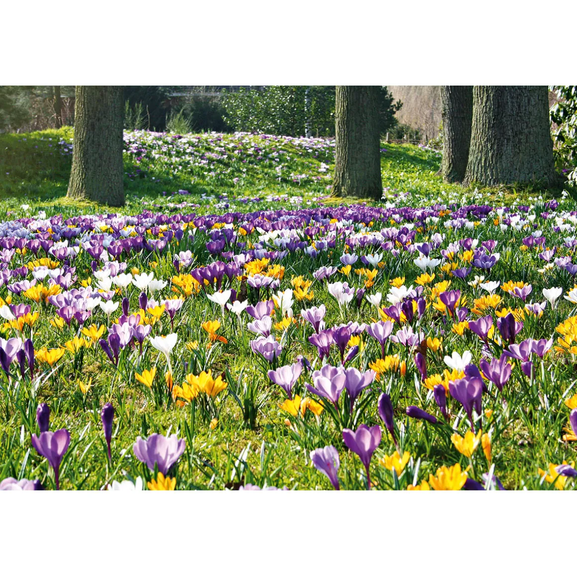 Plantiflor Krokus Crocus-Hybride Topf Durchmesser 10,5 cm