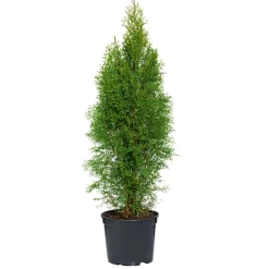 PlantiflorLebensbaum Smaragd Topf- Durchmesser ca 23 cm