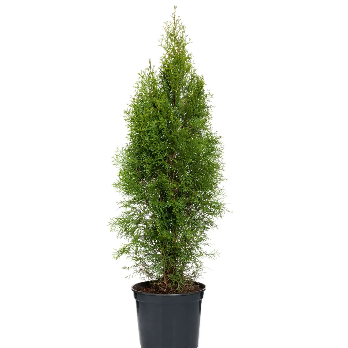 PlantiflorLebensbaum Smaragd Topf- Durchmesser ca 23 cm