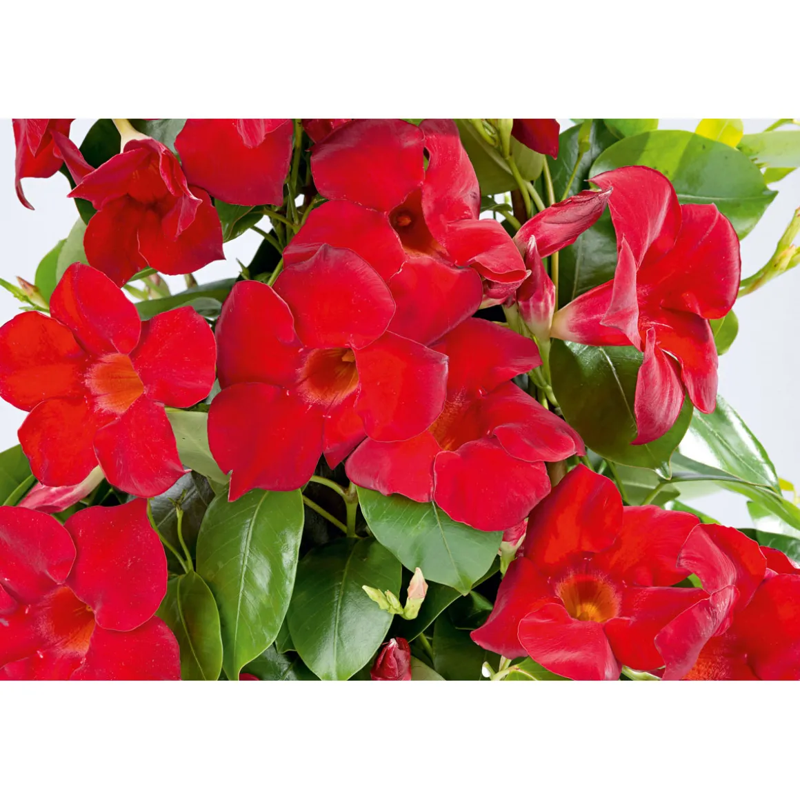Plantiflor Mandevilla Pyramide Topf Durchmesser 17 cm