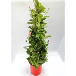 Plantiflor Mandevilla Pyramide Topf Durchmesser 17 cm