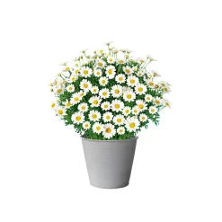 PlantiflorMargeritenbusch weiß im Topf Durchmesser 18 cm