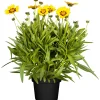 PlantiflorMädchenauge Topf Durchmesser 13 cm