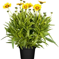 PlantiflorMädchenauge Topf Durchmesser 13 cm