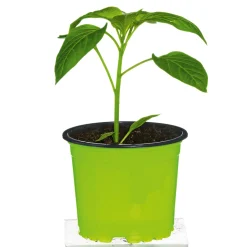 Plantiflor Meisterklasse Paprika gelb Satrapo Topf Durchmesser 11 cm