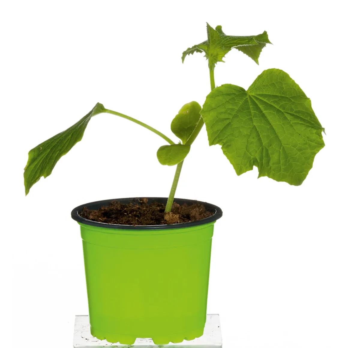 Plantiflor Meisterklasse Snackgurke Sultan Topf Durchmesser 11 cm