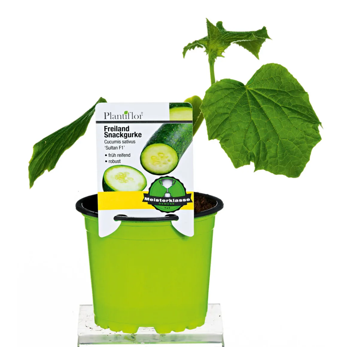 Plantiflor Meisterklasse Snackgurke Sultan Topf Durchmesser 11 cm