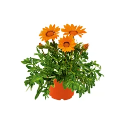 PlantiflorMittagsgold Topf Durchmesser 13 cm