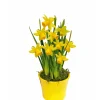 PlantiflorNarzissen 3 Zwiebeln im Topf Durchmesser 9 cm