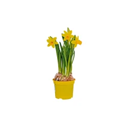 Plantiflor Narzisse Tete a Tete Topf Durchmesser 10,5 cm