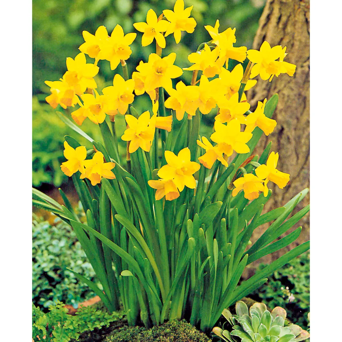 Plantiflor Narzisse Tete a Tete Topf Durchmesser 10,5 cm