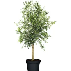 PlantiflorOliven-Stamm im Topf Durchmesser 15 cm