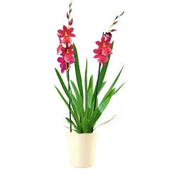 PlantiflorOrchideen-Mix Topf Durchmesser 9 cm