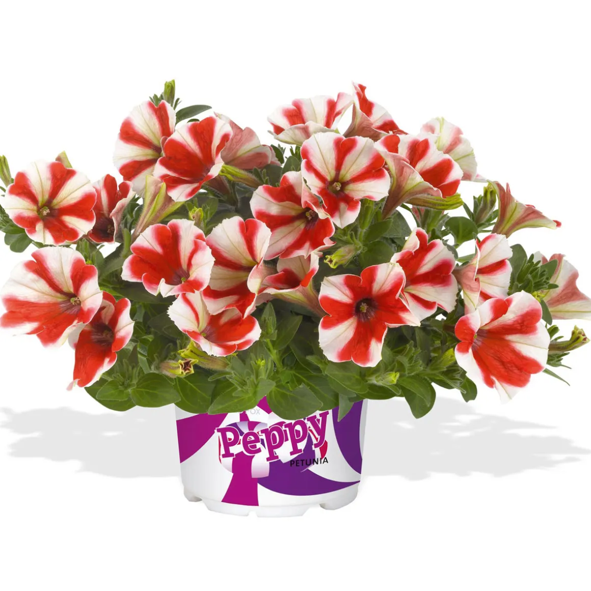 PlantiflorPetunia Topf Durchmesser 12 cm
