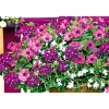 PlantiflorPetunie großblumig ton in ton T13