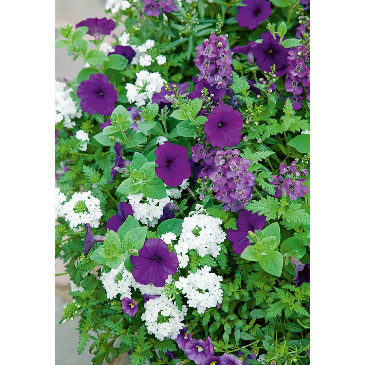 PlantiflorPetunie großblumig ton in ton T13