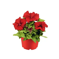 PlantiflorPetunie großblumig ton in ton T13