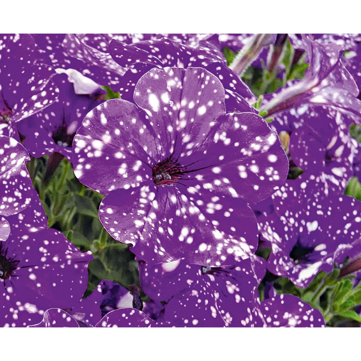 PlantiflorPetunie Night Sky Topf Durchmesser 12 cm