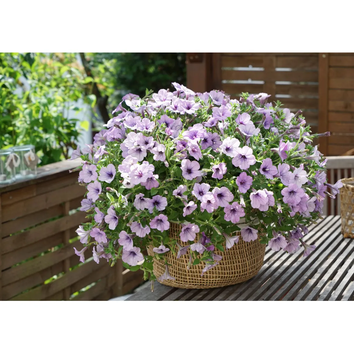 Plantiflor Petunie Sky Family Topf Durchmesser 12 cm