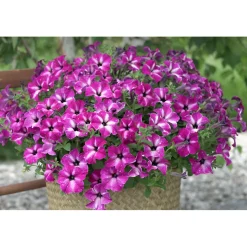 Plantiflor Petunie Sky Family Topf Durchmesser 12 cm