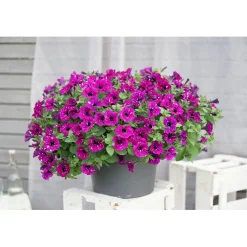 Plantiflor Petunie Sky Family Topf Durchmesser 12 cm