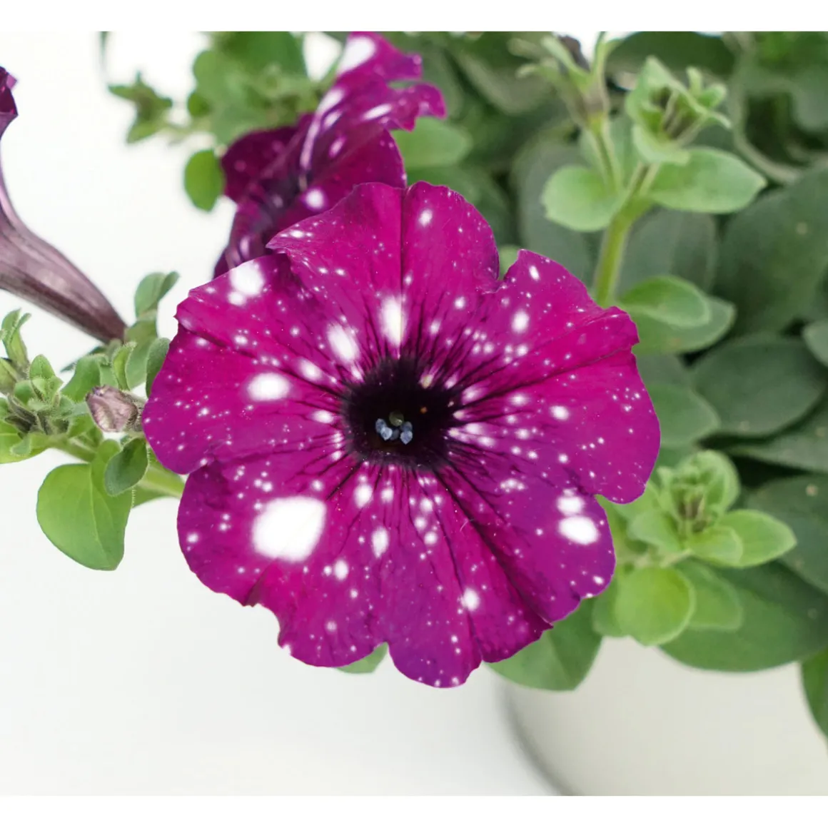 Plantiflor Petunie Sky Family Topf Durchmesser 12 cm