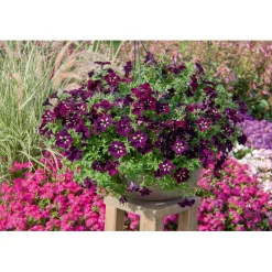 Plantiflor Petunie Sky Family Topf Durchmesser 12 cm