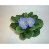 PlantiflorPrimeln Sonderfarben Topf Durchmesser 11 cm