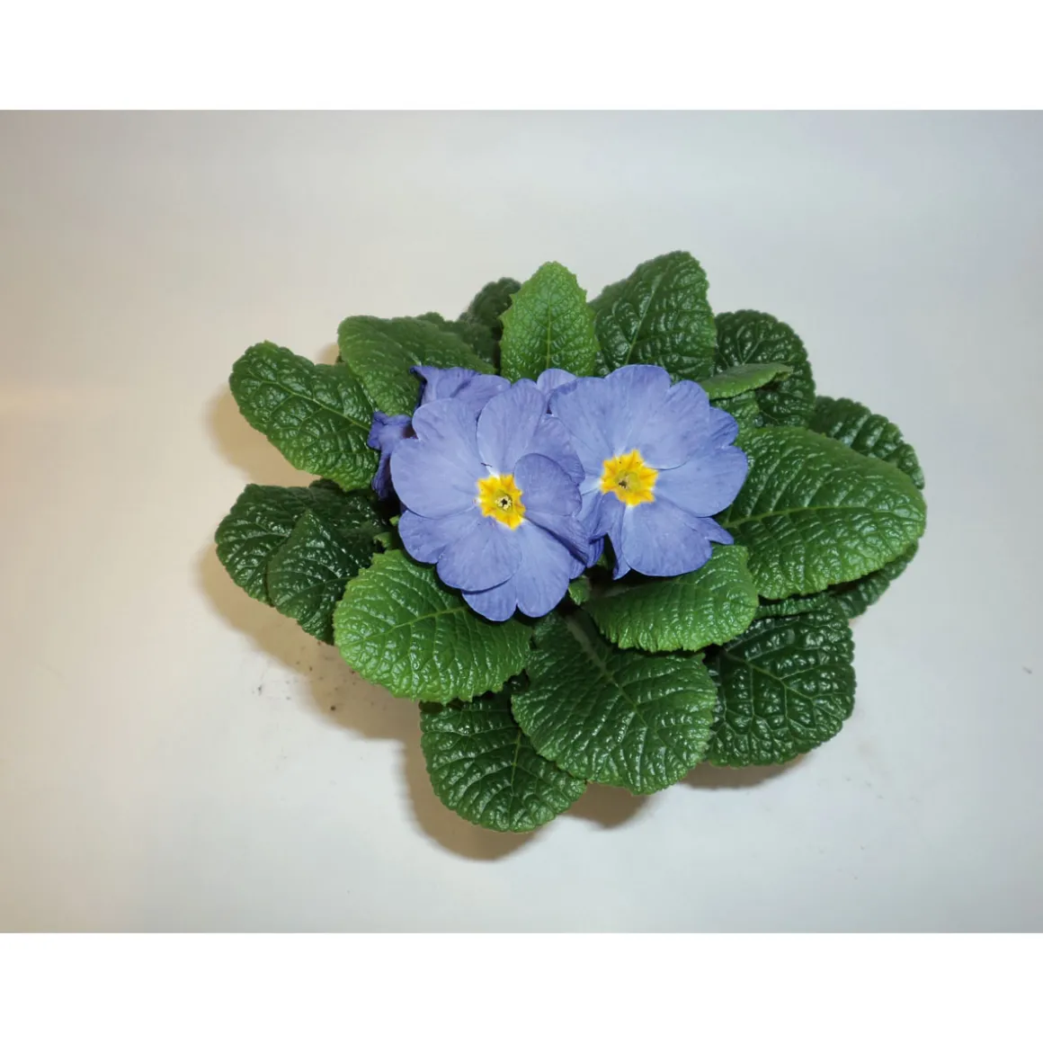 PlantiflorPrimeln Sonderfarben Topf Durchmesser 11 cm