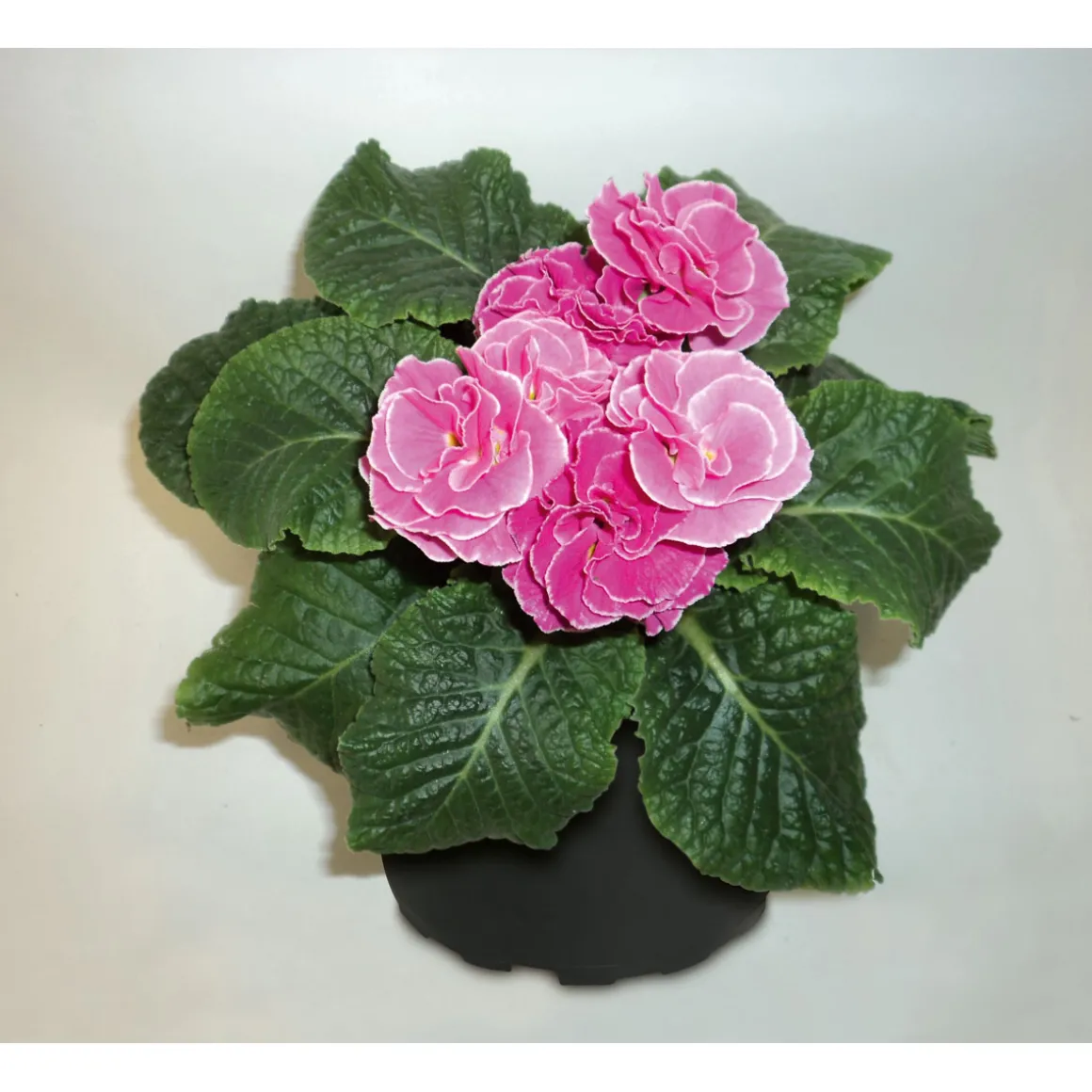 PlantiflorPrimeln Sonderfarben Topf Durchmesser 11 cm
