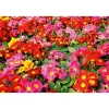 PlantiflorPrimel Topf Durchmesser 10,5 cm