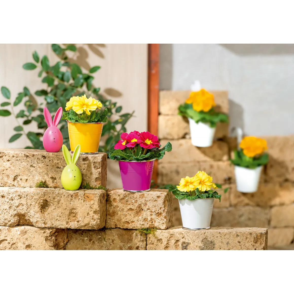 PlantiflorPrimel Topf Durchmesser 10,5 cm