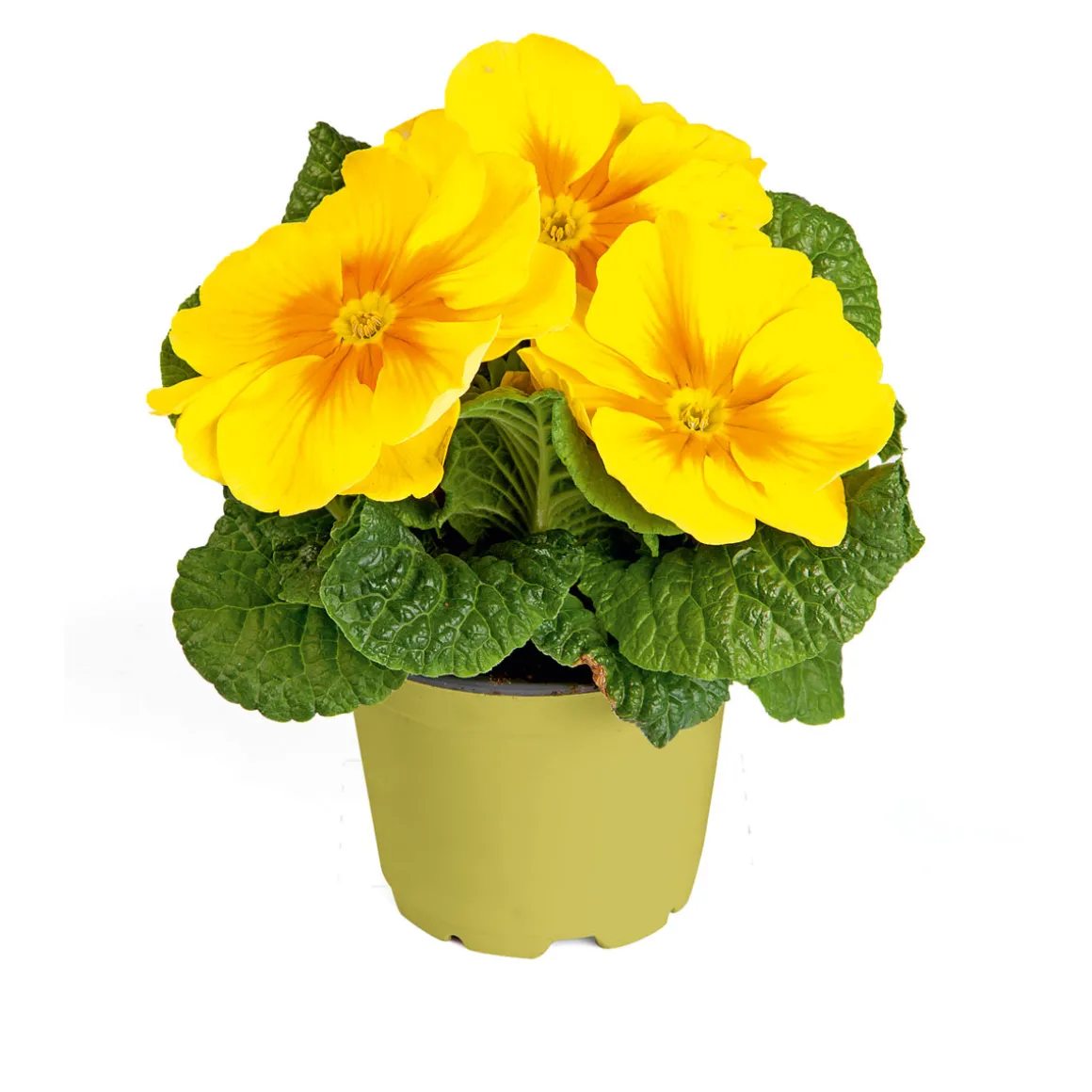 PlantiflorPrimel Topf Durchmesser 10,5 cm