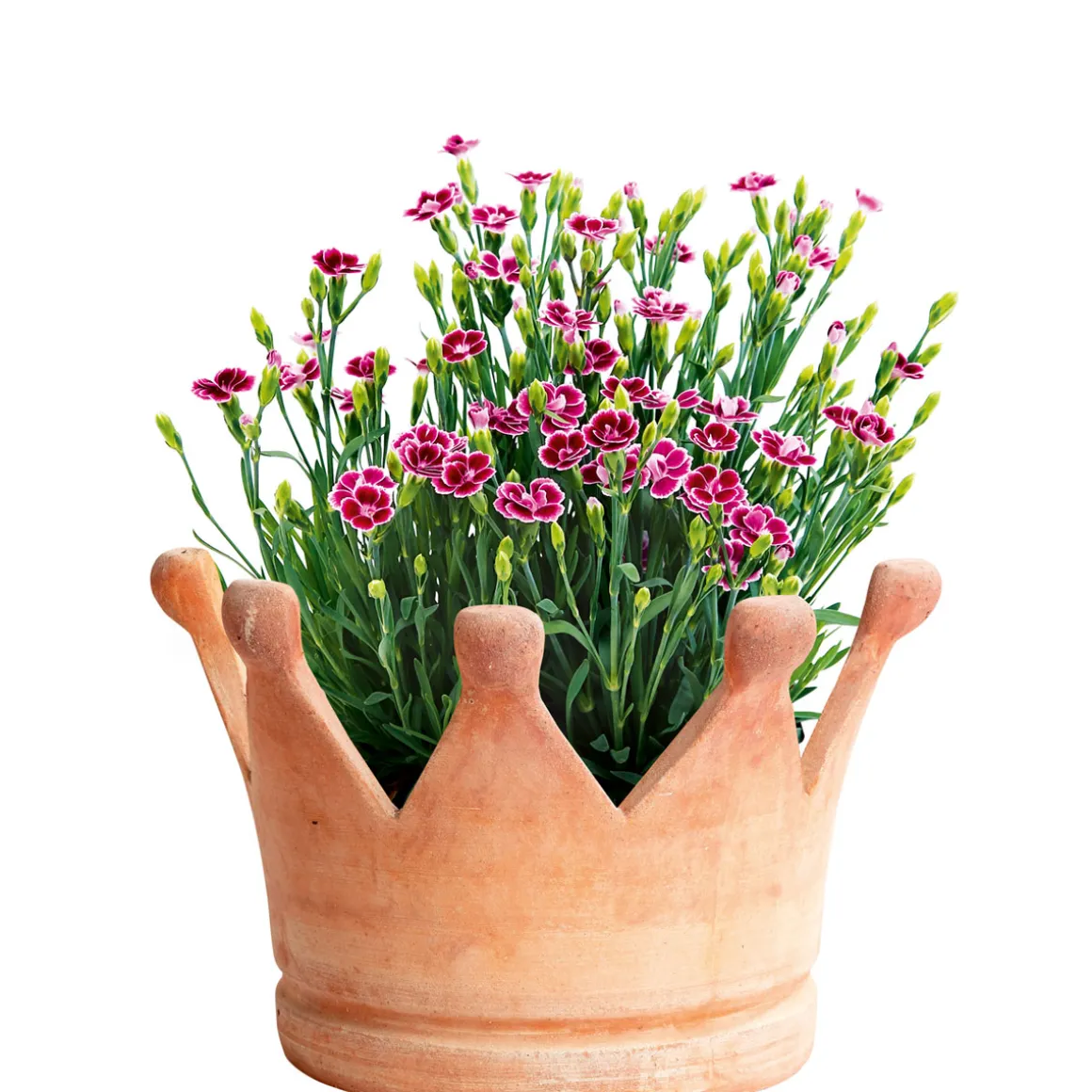 PlantiflorPrinzess-Nelke Pink Kisses Topf- Durchmesser 12 cm