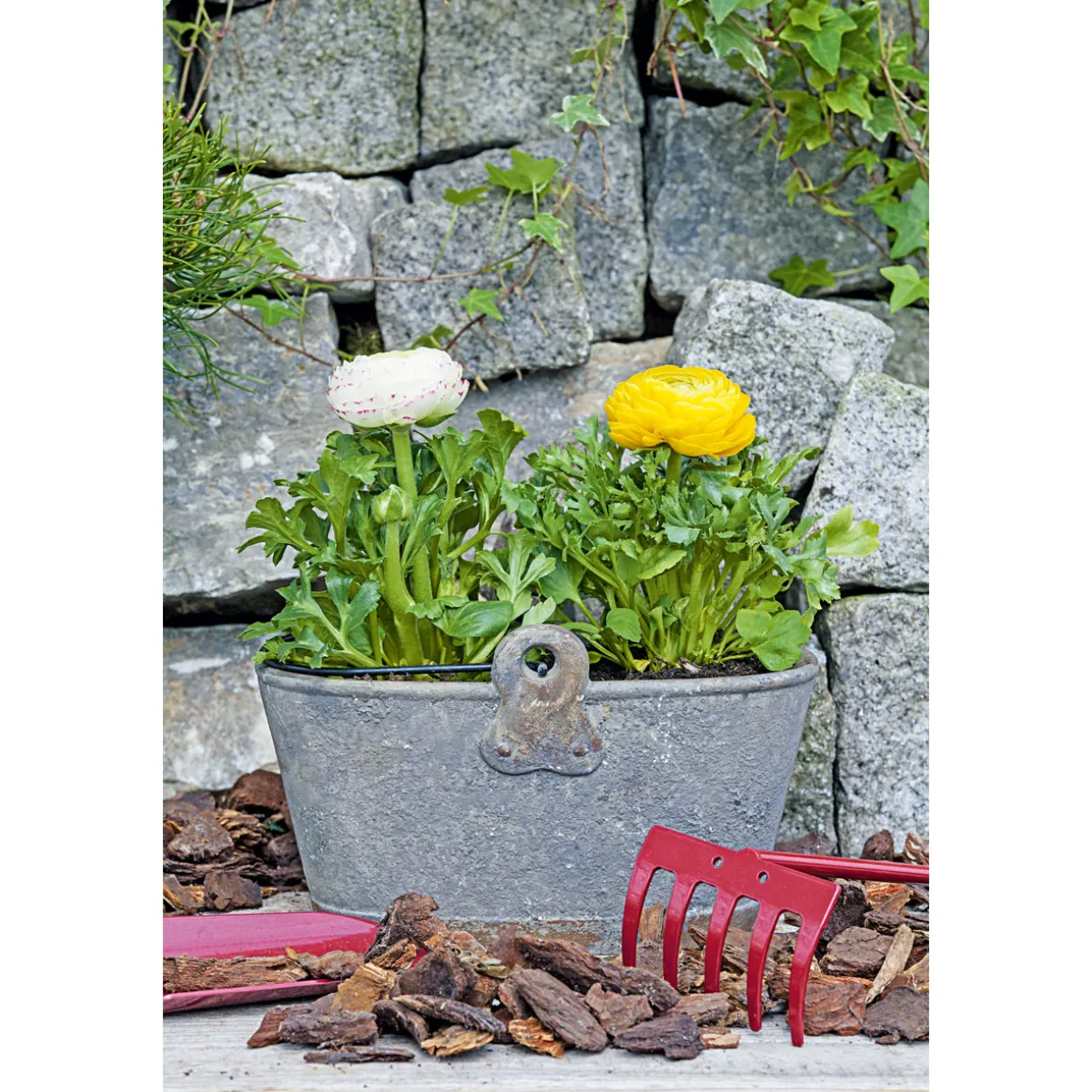 Plantiflor Ranunkel Topf Durchmesser 11 cm