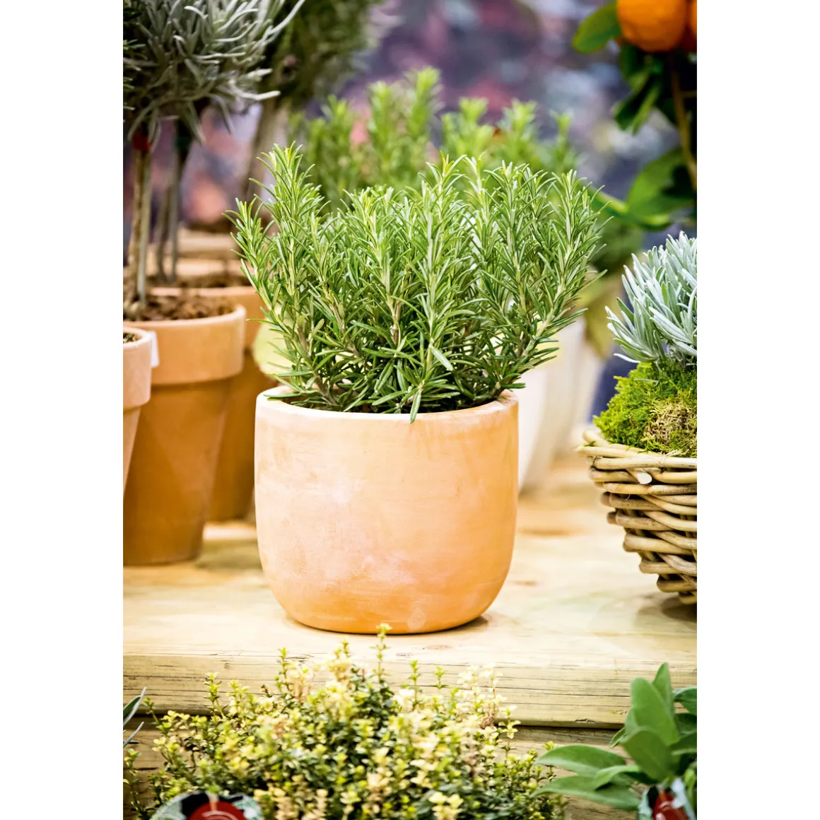 Plantiflor Rosmarin im Topf Durchmesser 14 cm
