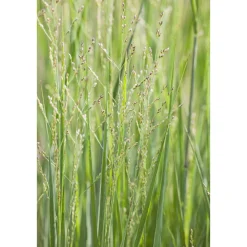 PlantiflorRuten-Hirse Topf- Durchmesser 23 cm